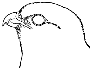 drawing of hawk's bill