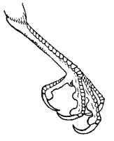 drawing of curled talons of hawk