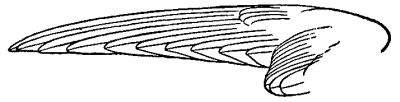 drawing of swift's wing