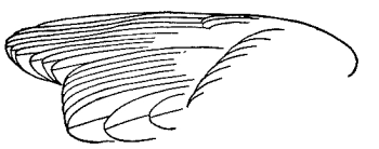 drawing of sparrow's wing