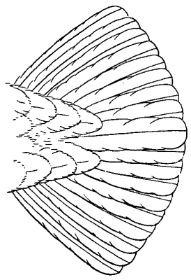 drawing of tail of grouse