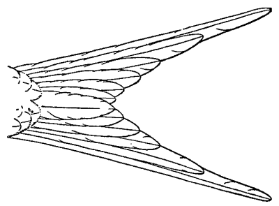 drawing of swift's tail