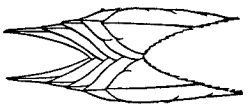 Drawing of sapsucker's tail