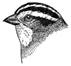 Drawing of sparrow's head