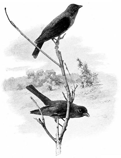 black and white picture of two tanagers on branch