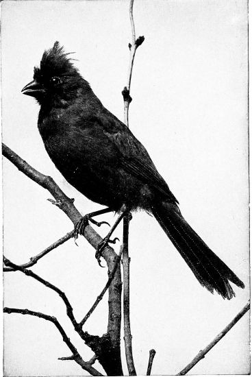 black and white photo of cardinal