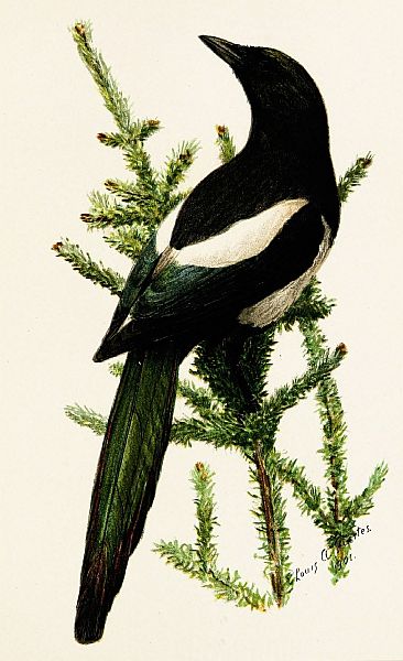 magpie in fir branches