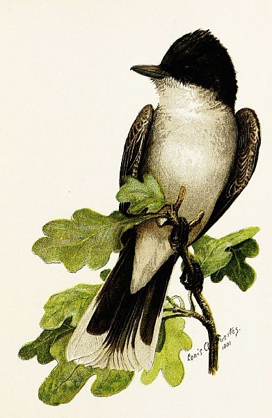 kingbird on an oak branch