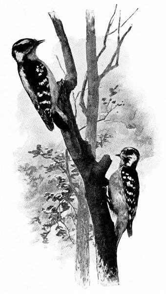 two woodpeckers on tree