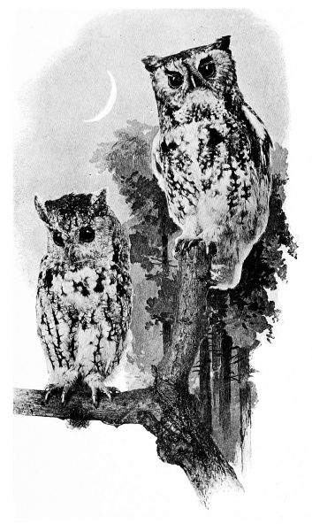 two owls on dead tree