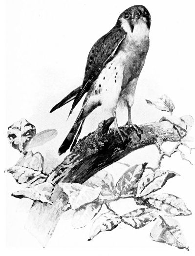 sparrow hawk on branch