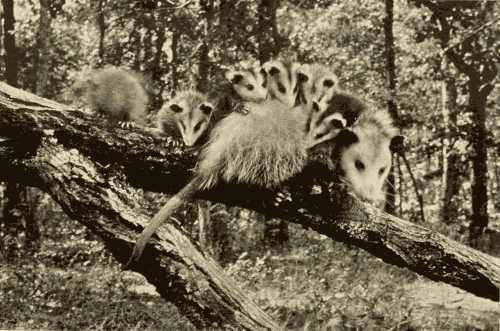Mother 'Possum and her Family