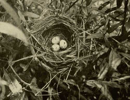 Nest of Red-wing Blackbird