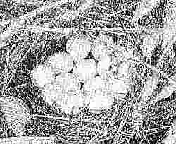 Nest With Eggs