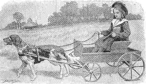 Girl On Dog-cart