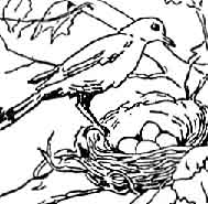 Bird And Nest