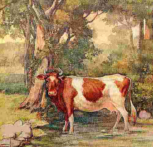 Cow Standing In Brook