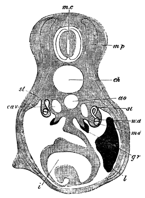 Diagrammatic representation of a transverse section of a Scyllium
 Embryo