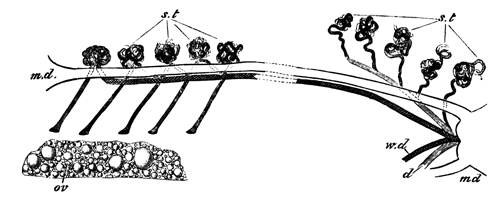 Urinogenital Organs in an adult Female Elasmobranch