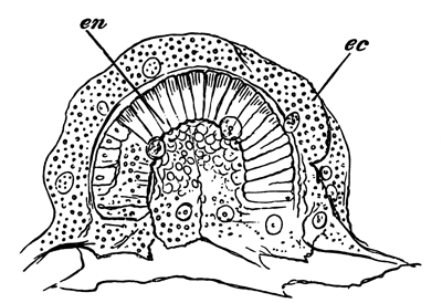 Fixed Gastrula stage of Sycandra raphanus