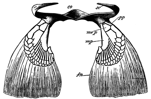 Pectoral fins and girdle of an adult of Scyllium canicula
