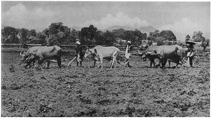 Ploughing with cows and buffaloes in Chhattīsgarh
