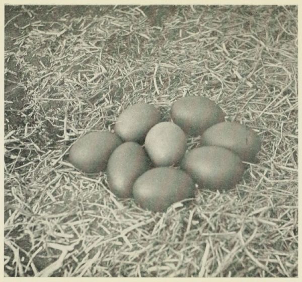 An Emu's Nest.
