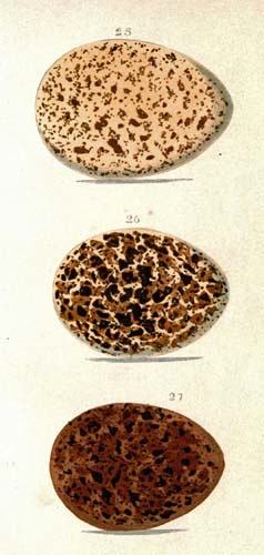Varioud bird eggs