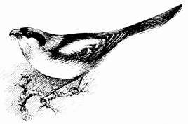 Types of Spanish Bird-Life
WOODCHAT SHRIKE (Lanius pomeranus)