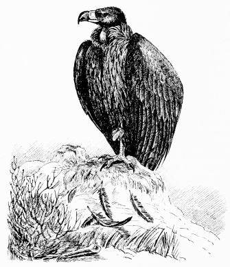 BLACK VULTURE (Vultur monachus)