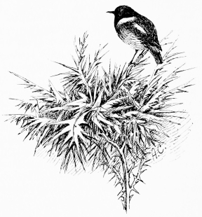 SPANISH THISTLE AND STONECHAT