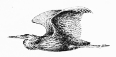 PURPLE HERON (Ardea purpurea)