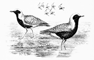GREY PLOVERS

In summer plumage, on route for Siberia—Marisma, May 12.