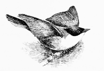 ORPHEAN WARBLER (Sylvia orphea)

Arrives end of April; hardly so brilliant a songster as its specific
title would import.
