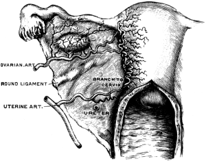 Arterial Supply of the Uterus