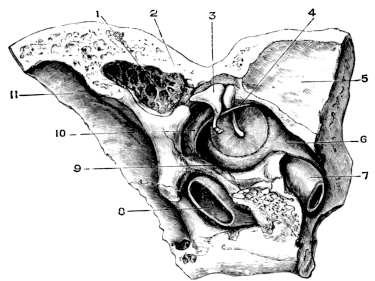 Anatomical Preparation of the  Middle Ear