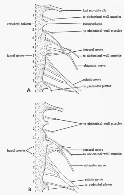 Fig. 2. Ventral views of the lumbosacral plexus...