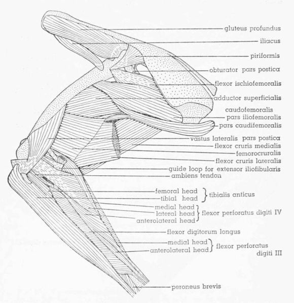 Fig. 16. Tympanuchus pallidicinctus 2L. Lateral view of the muscles of the left leg.