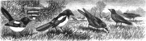 Rooks and Magpies