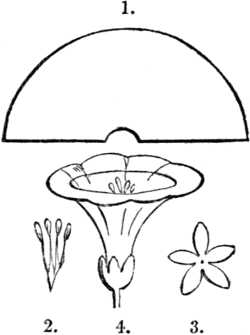 Sketch of convolvulus.