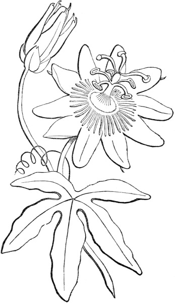 Sketch of passion flower.