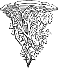 Sketch of oak and ivy bracket.