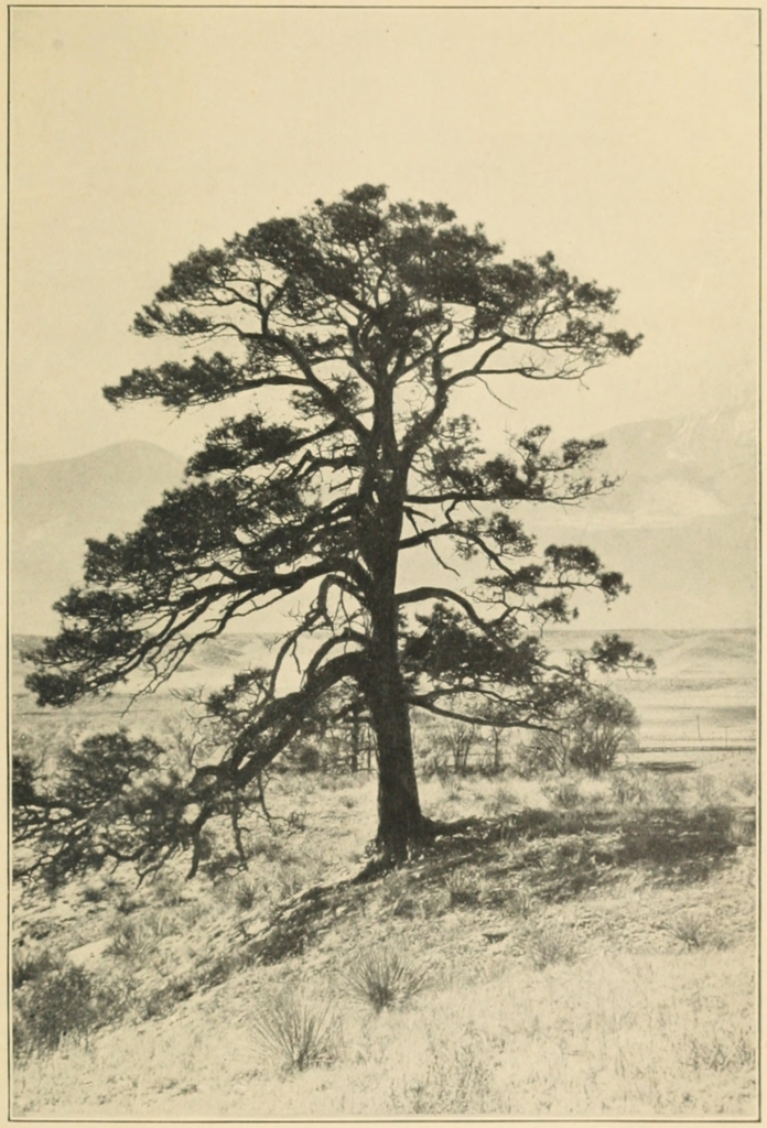 A WESTERN YELLOW PINE