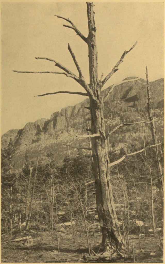 A YELLOW PINE, FORTY-SEVEN YEARS AFTER IT
HAD BEEN KILLED BY FIRE