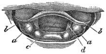 Illustration of the above.