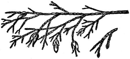 Incense cedar branch