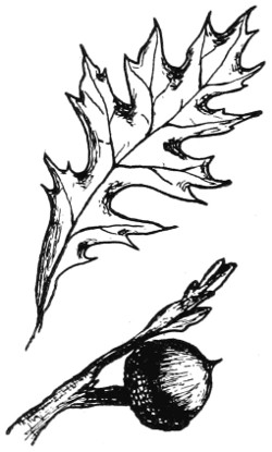 Pin oak branch