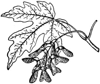 Oregon maple branch
