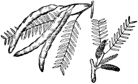 Mesquite branch