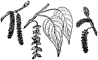 Balm of Gilead branch